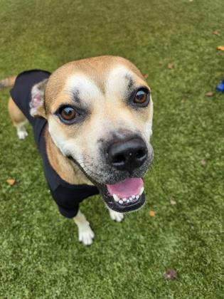 Enlarge Wane, a Adoptable Mixed Breed in Savannah, GA image 1/3