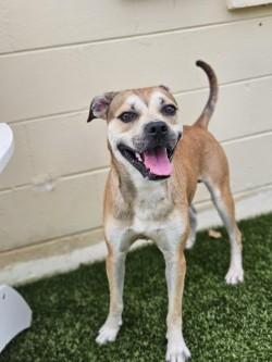 Wane, Adoptable, Adult Male Mixed Breed & Mixed Breed.