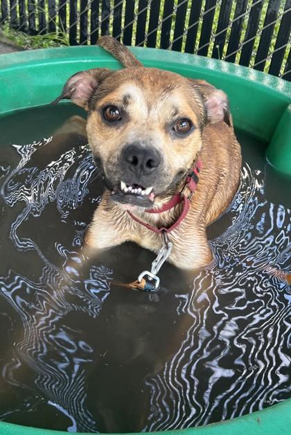 Wane, a Adoptable Mixed Breed image 2/2