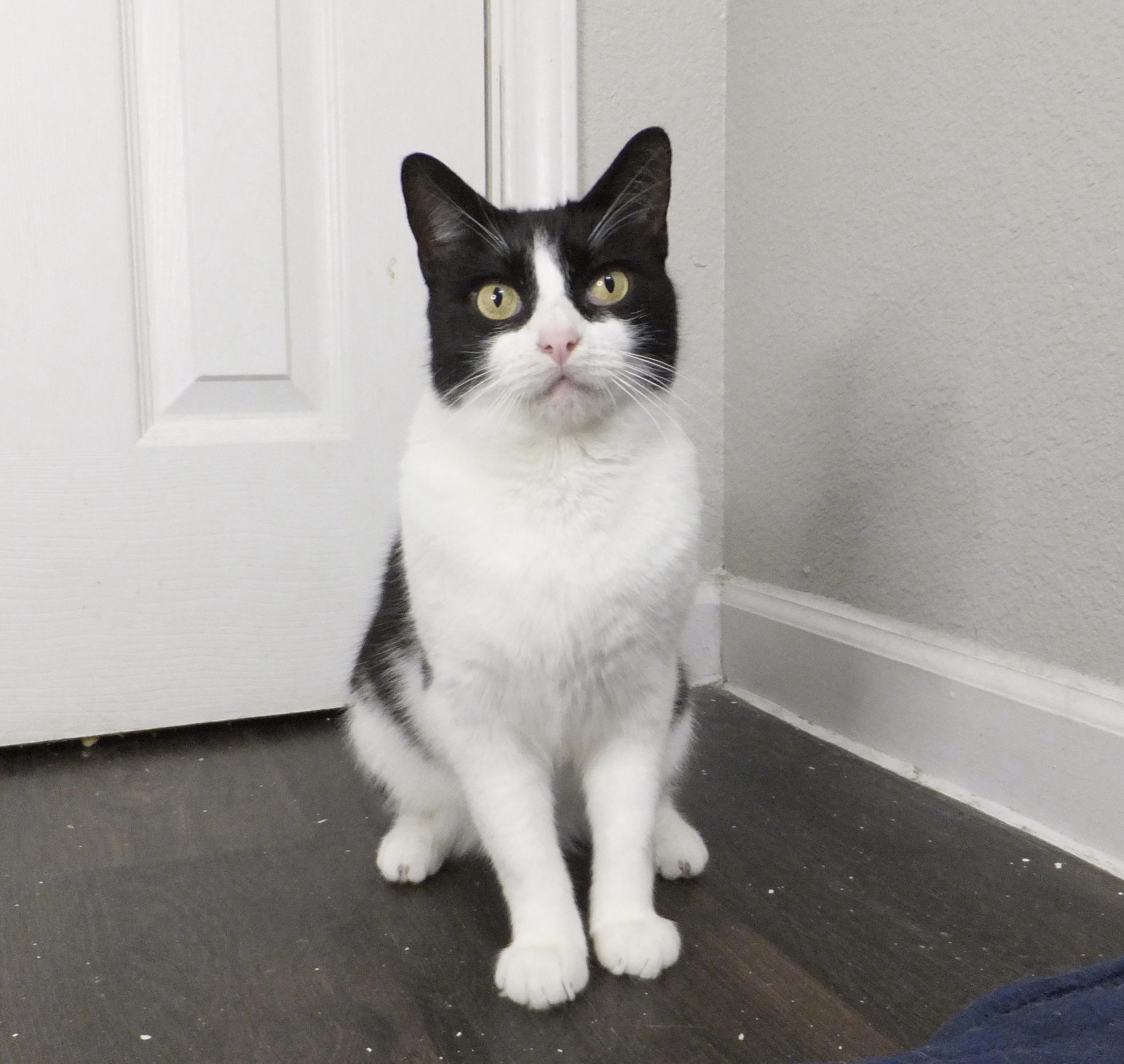 Mushu, ADOPTABLE, Adult Female Tuxedo & Domestic Short Hair.