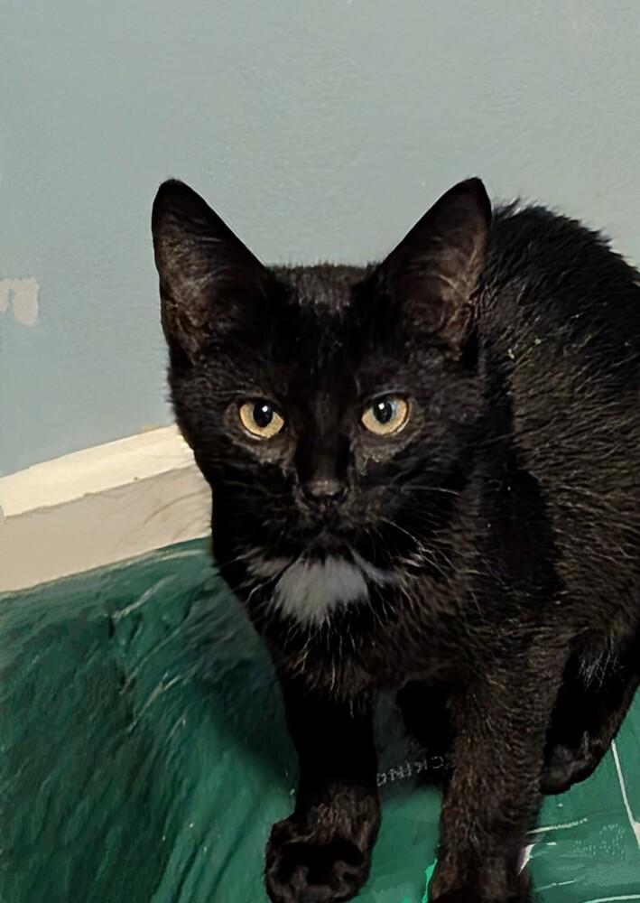 Enlarge River, a Adoptable Domestic Short Hair in Statesville, NC image 1/1