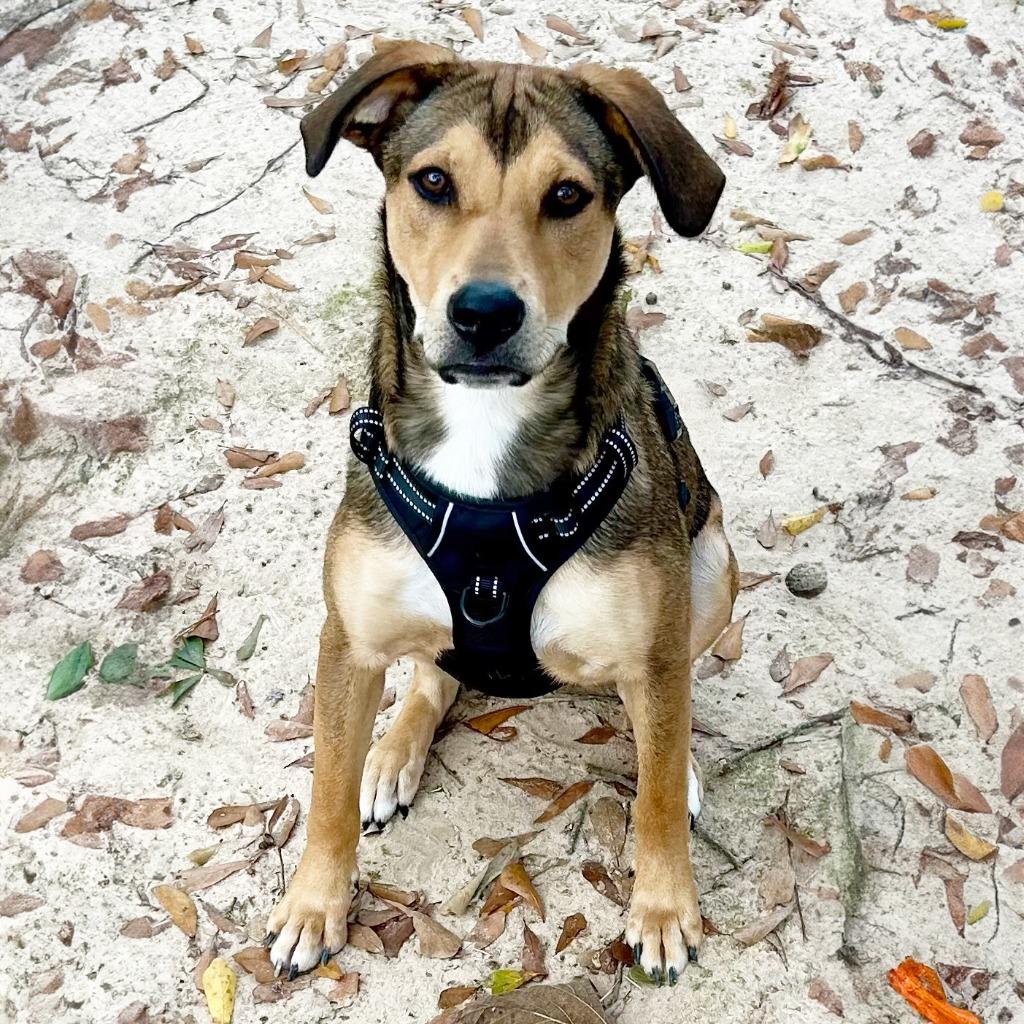 Bubba Kane, Adoptable, Young Male Shepherd.
