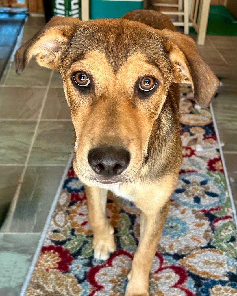 Bubba Kane, a Adoptable mixed breed in Little Rock, AR image 2/2