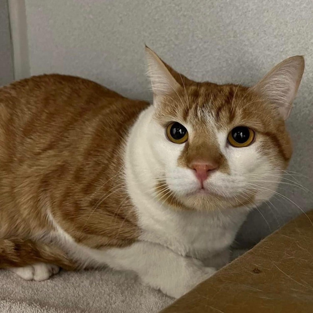 Enlarge Graham, a Adopted Domestic Short Hair in Kearny, NJ image 1/6