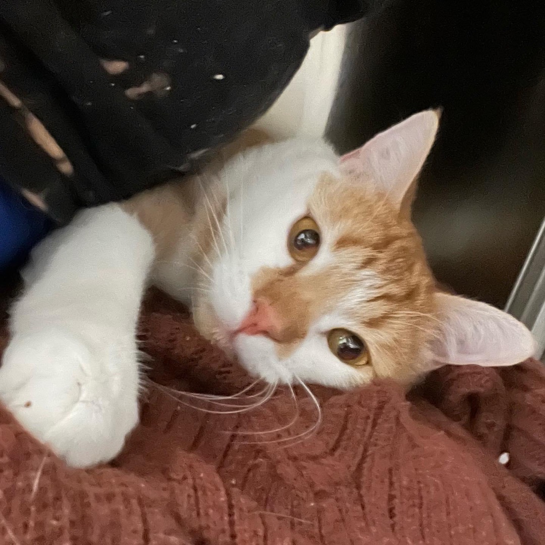 Enlarge Graham, a Adopted Domestic Short Hair in Kearny, NJ image 2/6