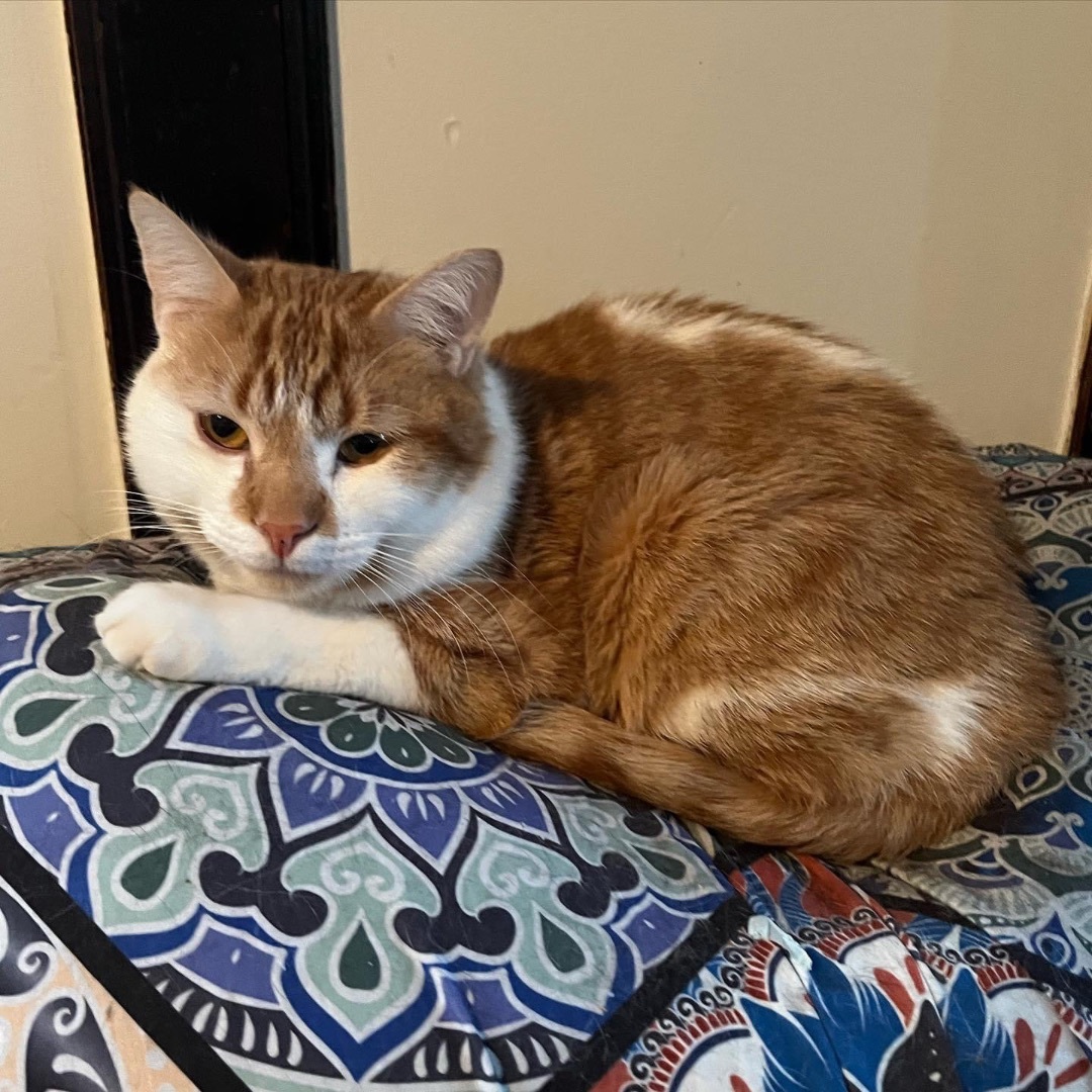 Enlarge Graham, a Adopted Domestic Short Hair in Kearny, NJ image 3/6