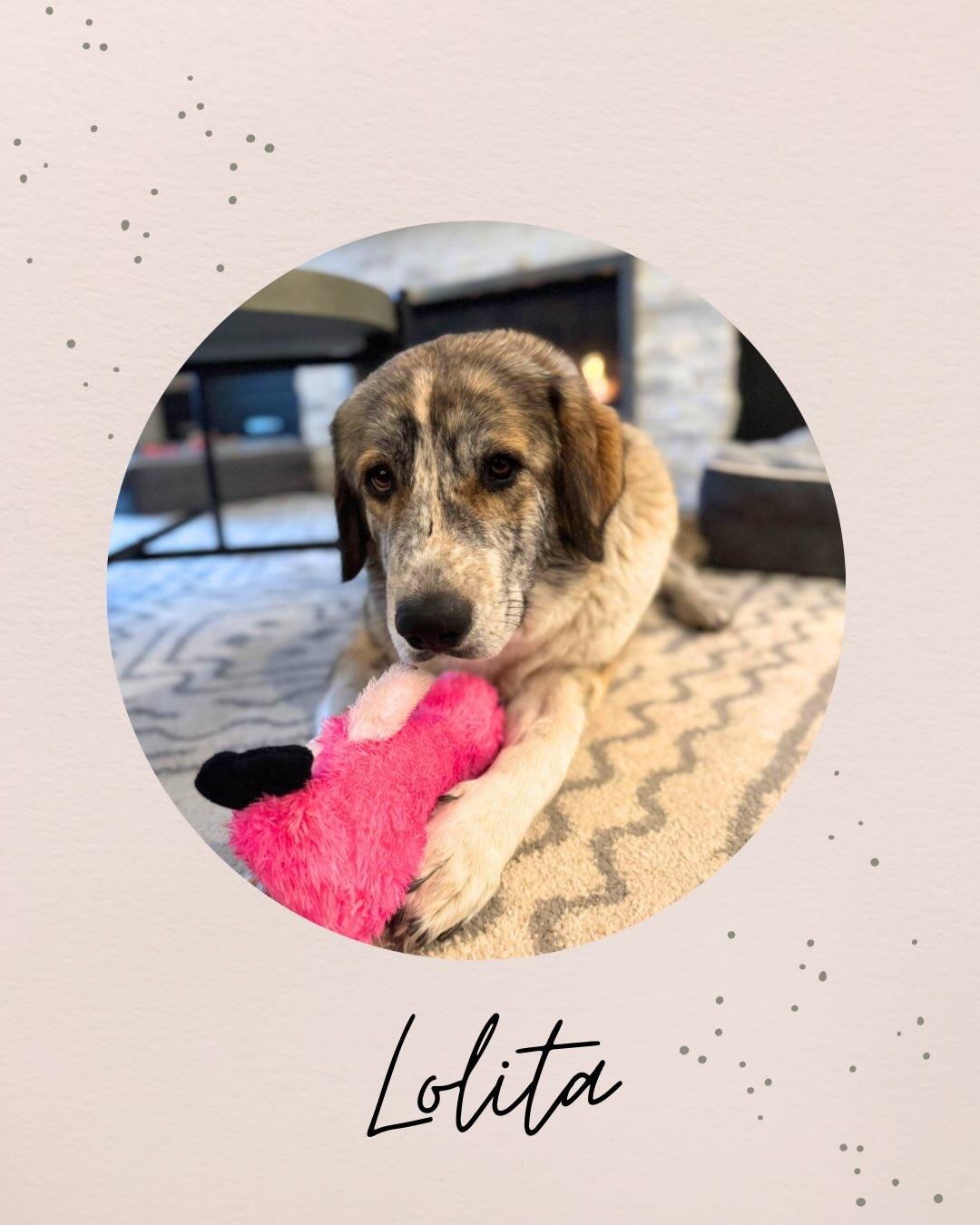 Enlarge LOLITA, a ADOPTABLE mixed breed in Coquitlam, BC image 1/6
