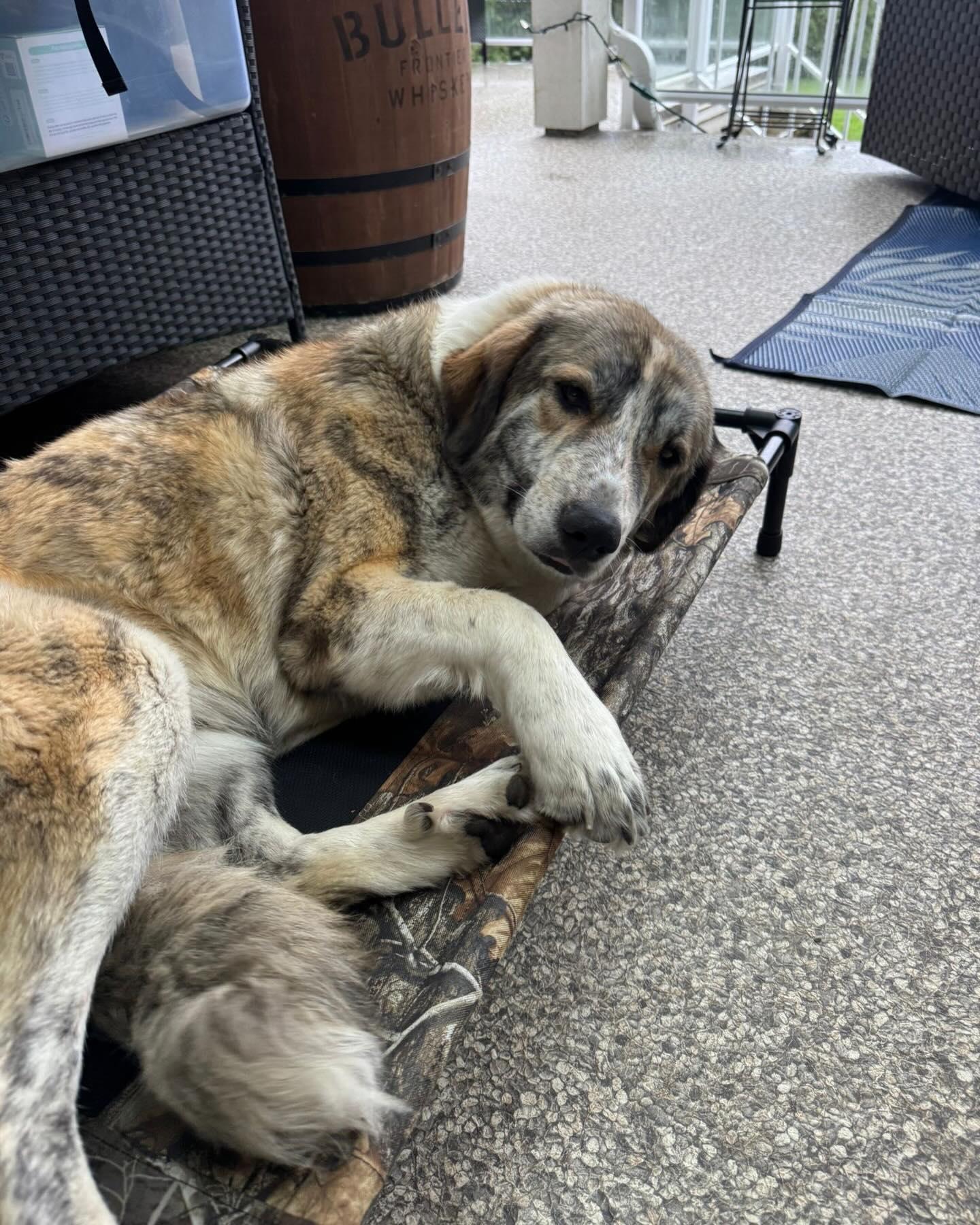 Enlarge LOLITA, a ADOPTABLE mixed breed in Coquitlam, BC image 4/6
