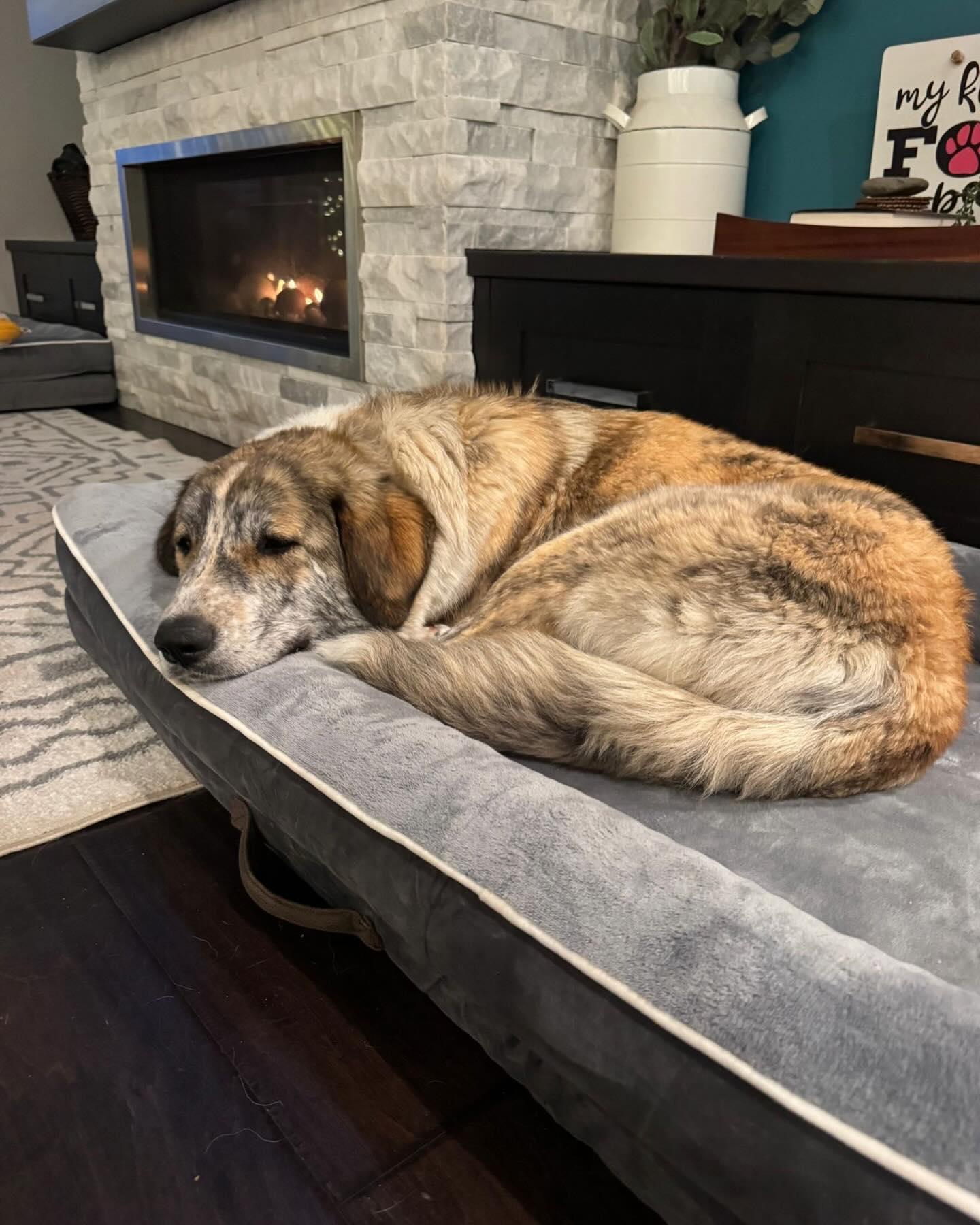 Enlarge LOLITA, a ADOPTABLE mixed breed in Coquitlam, BC image 6/6