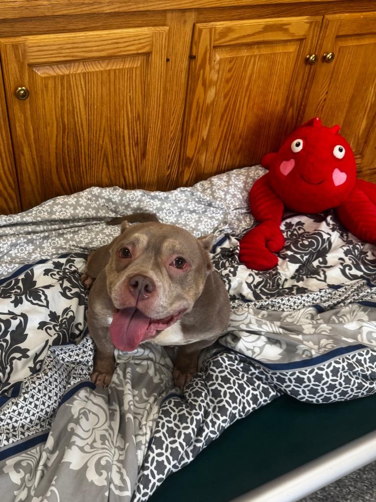 Keisha, Adopted, Senior Female Bull Terrier & Pit Bull Terrier.