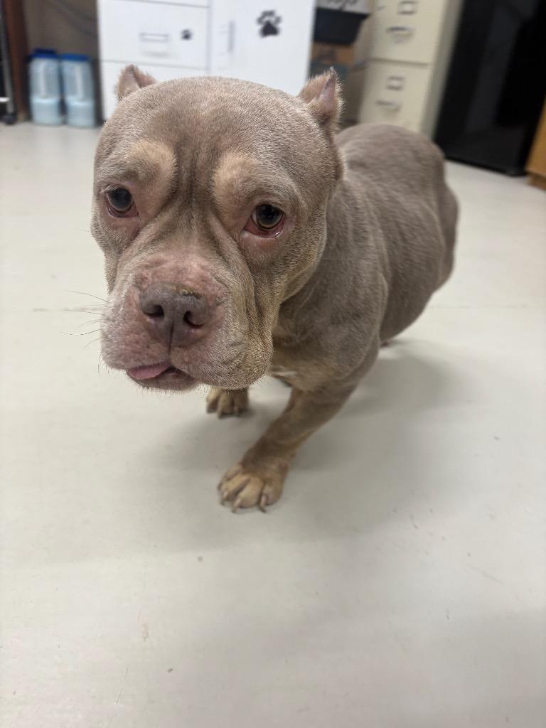 Keisha, a Adopted mixed breed in Findlay, OH image 2/6