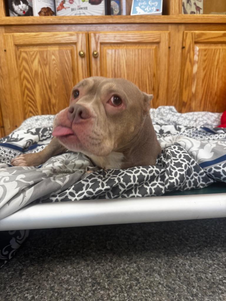 Keisha, a Adopted mixed breed in Findlay, OH image 3/6