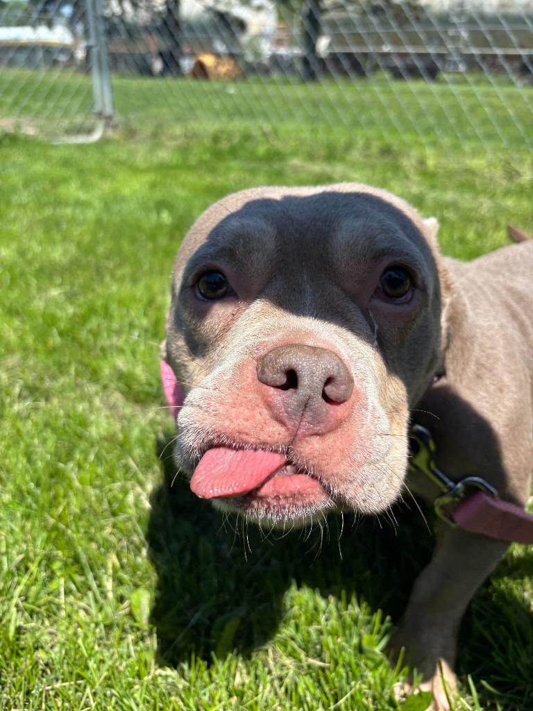 Keisha, a Adopted mixed breed in Findlay, OH image 4/6