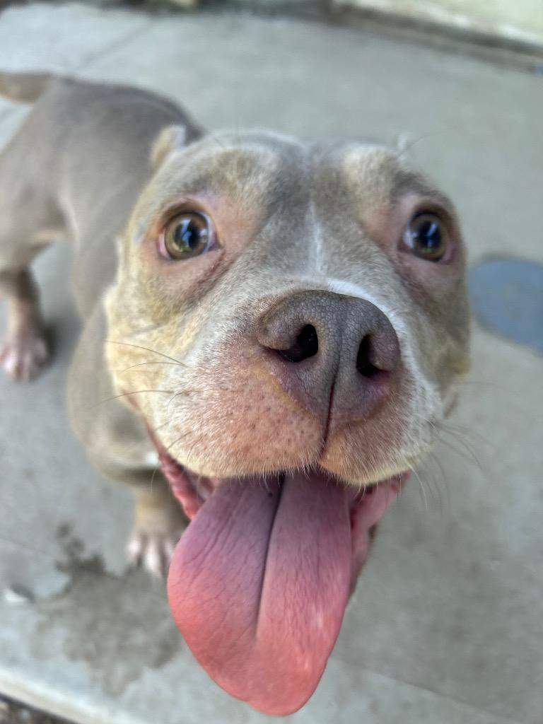 Keisha, a Adopted mixed breed in Findlay, OH image 5/6