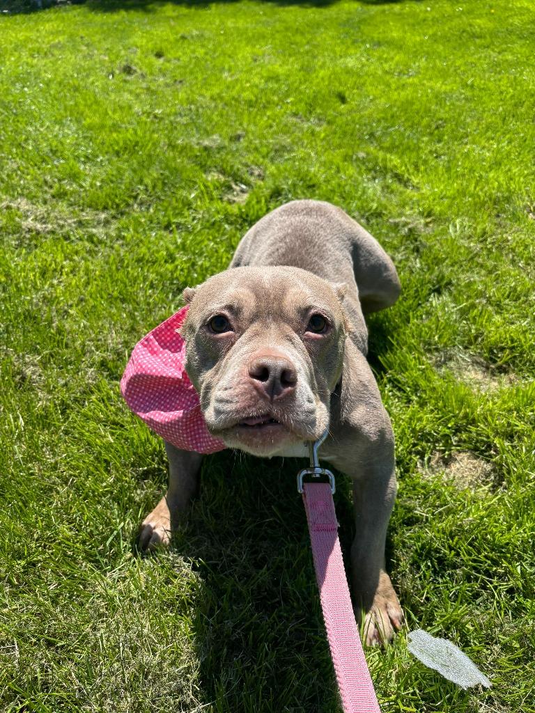 Keisha, a Adopted mixed breed in Findlay, OH image 6/6