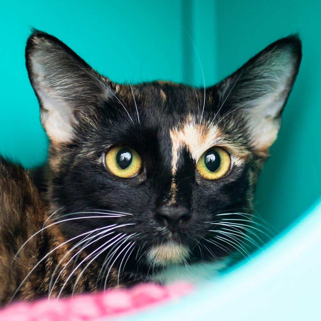 Ginger, Adoptable, Young Female Domestic Short Hair.