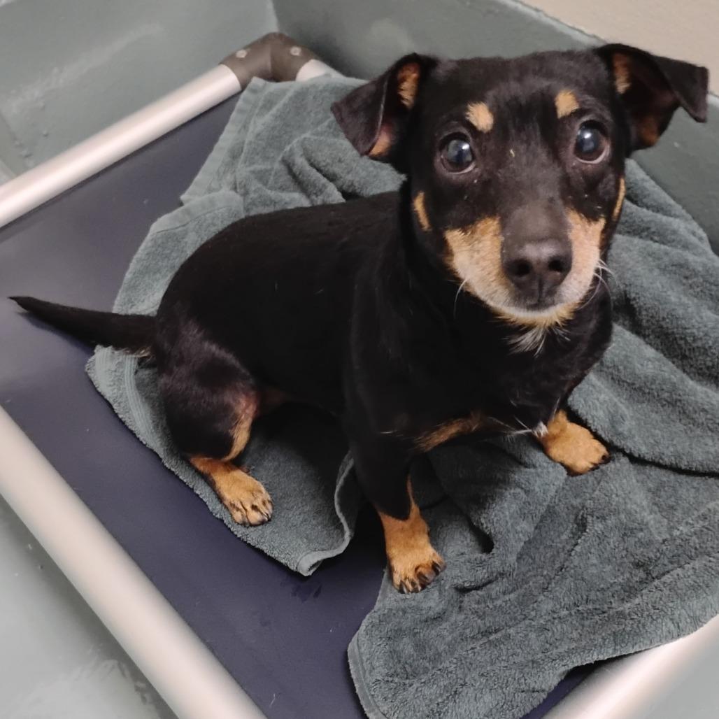 TOBY, a Adoptable Chihuahua in Pleasanton, CA image 1/3