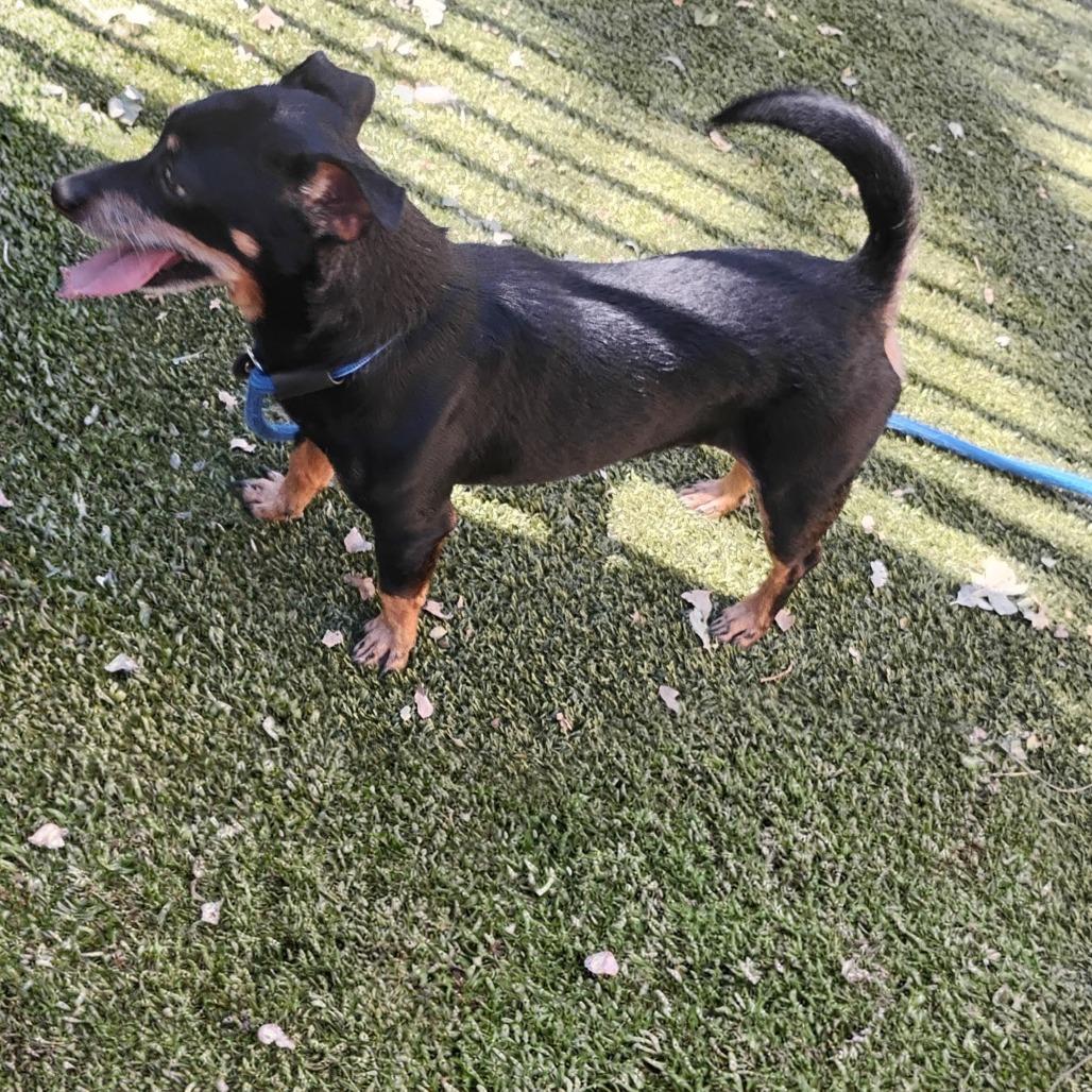 TOBY, a Adoptable Chihuahua in Pleasanton, CA image 2/3