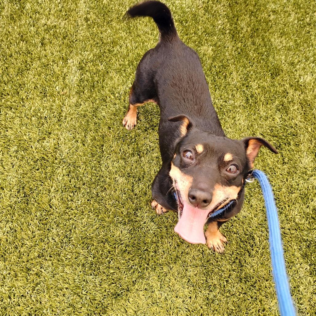 TOBY, a Adoptable Chihuahua in Pleasanton, CA image 3/3