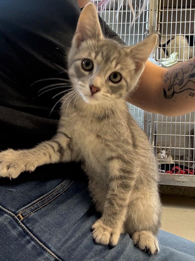 Titus, Adoptable, Young Male Domestic Short Hair.