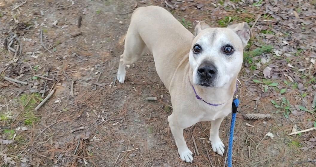 Maggie, Adoptable, Adult Female Mixed Breed.