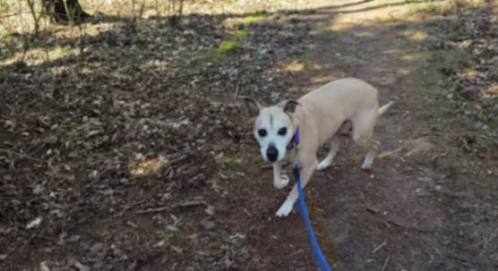 Maggie, a Adoptable Mixed Breed in Osseo, MI image 2/3