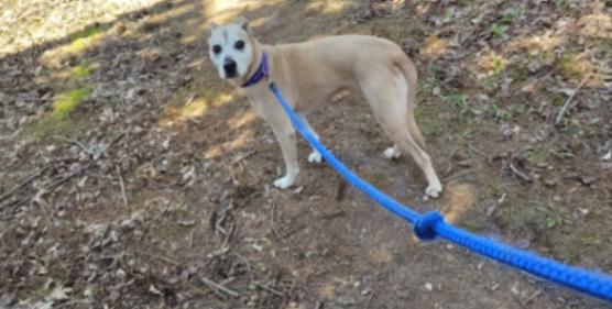 Maggie, a Adoptable Mixed Breed in Osseo, MI image 3/3