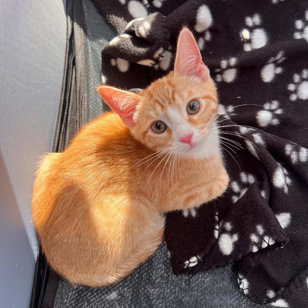 Enlarge Garfield, a Adoptable Domestic Short Hair in North Canton, OH image 1/5