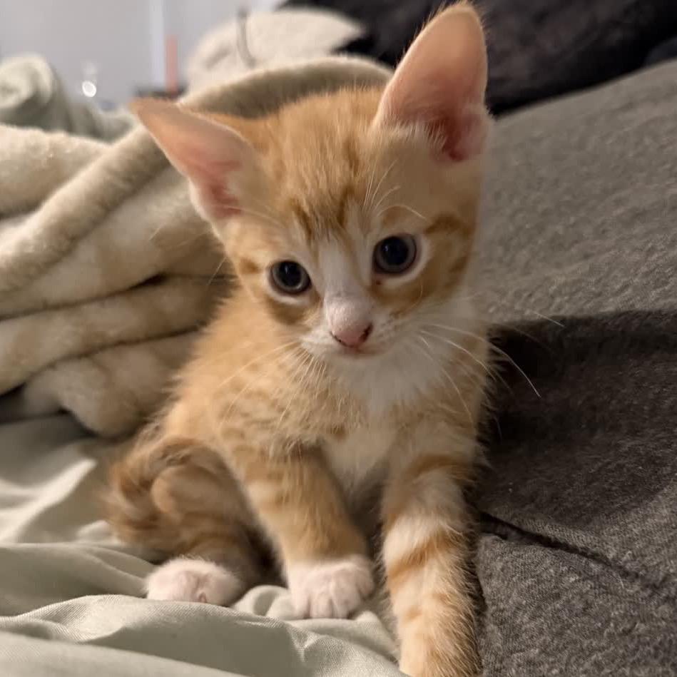 Garfield, Adoptable, Kitten Male Domestic Short Hair.