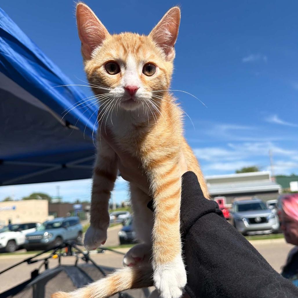 Enlarge Garfield, a Adoptable Domestic Short Hair in North Canton, OH image 3/5