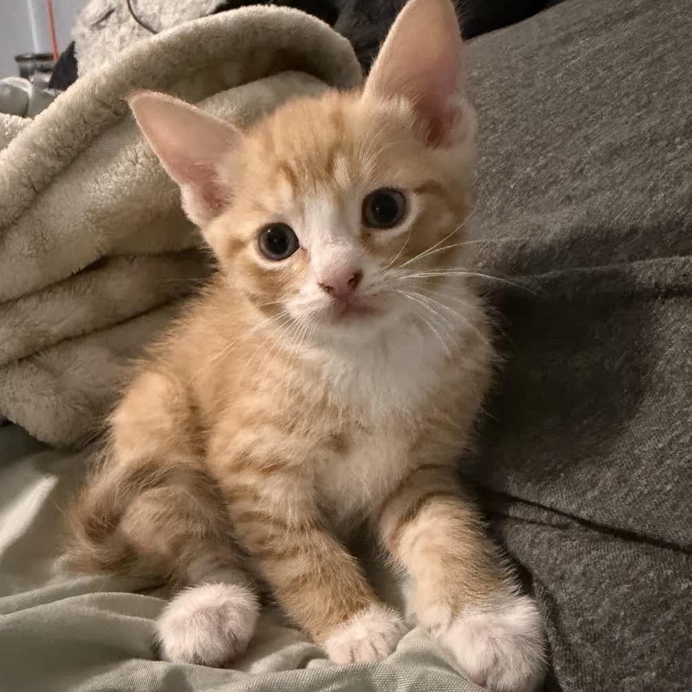 Enlarge Garfield, a Adoptable Domestic Short Hair in North Canton, OH image 2/2