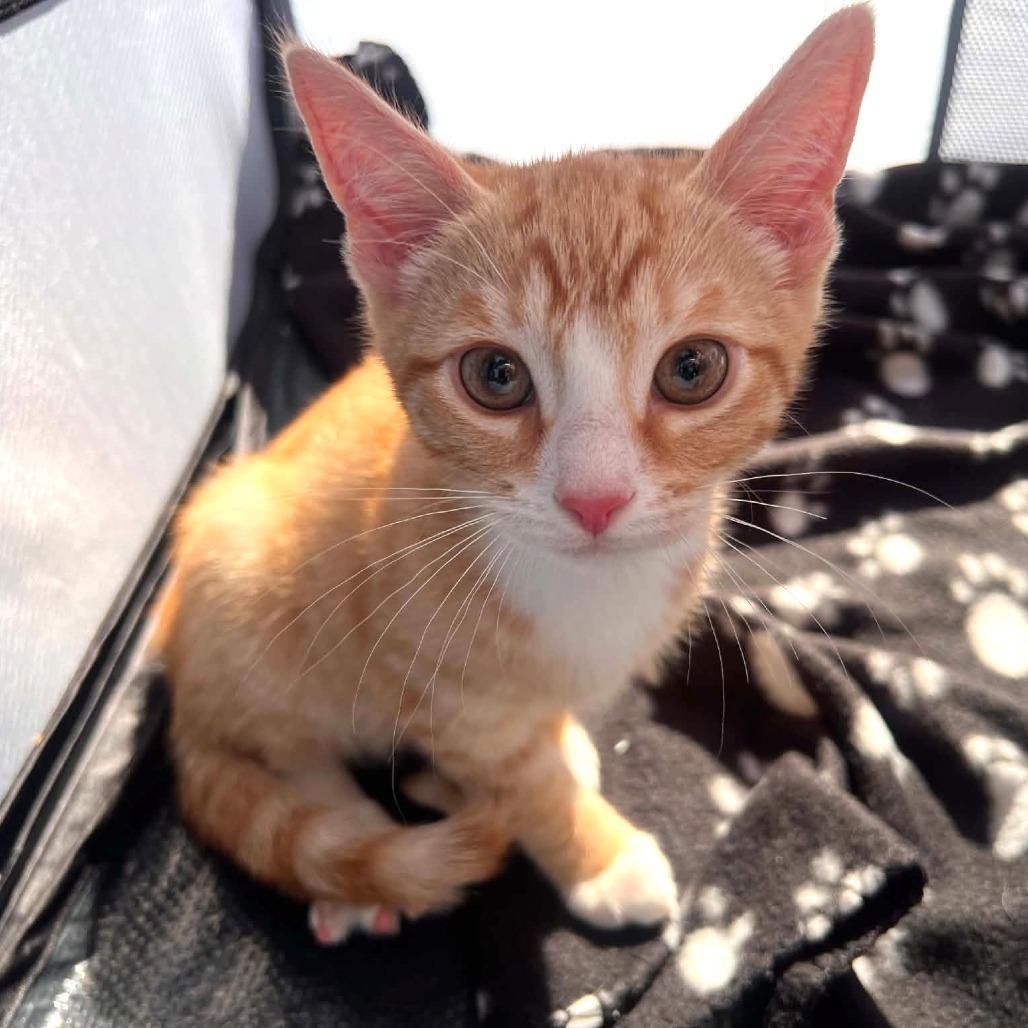 Enlarge Garfield, a Adoptable Domestic Short Hair in North Canton, OH image 5/5