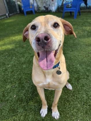 Enlarge Cosmo, a Adoptable mixed breed in Savannah, GA image 1/3