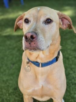 Enlarge Cosmo, a Adoptable mixed breed in Savannah, GA image 2/3