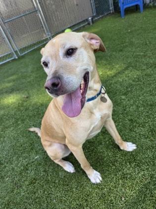 Enlarge Cosmo, a Adoptable mixed breed in Savannah, GA image 3/3