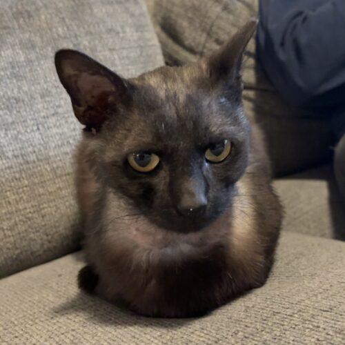 Enlarge Venom, a Adoptable Domestic Short Hair in Seven Valleys, PA image 3/4