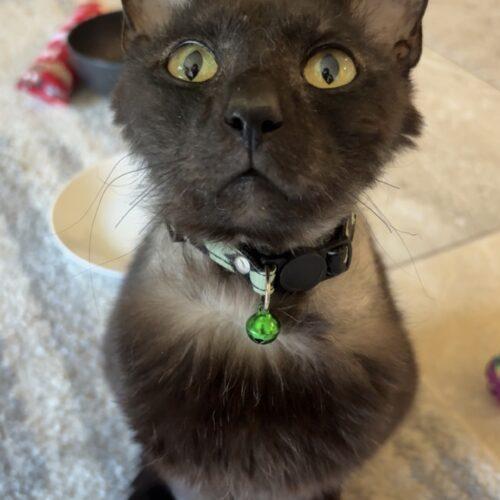 Enlarge Venom, a Adoptable Domestic Short Hair in Seven Valleys, PA image 4/4