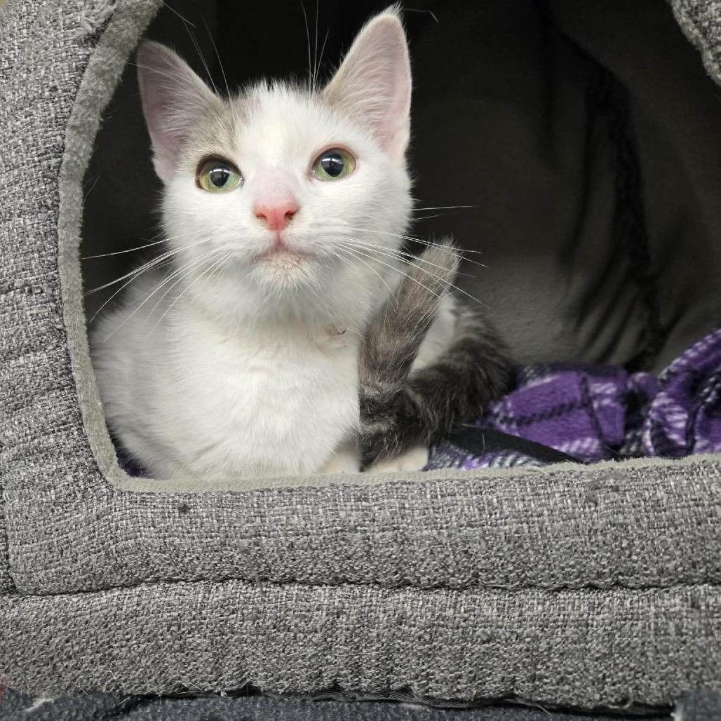 Diamond, Adoptable, Young Female Domestic Short Hair.