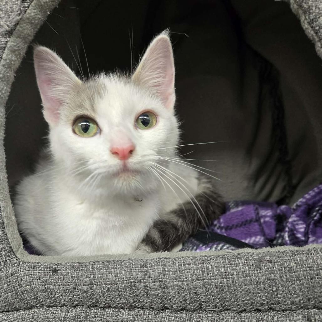 Enlarge Diamond, a Adoptable Domestic Short Hair in Newport, TN image 2/3