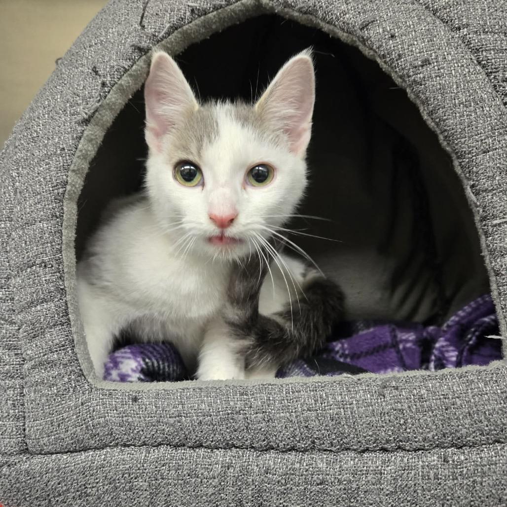Enlarge Diamond, a Adoptable Domestic Short Hair in Newport, TN image 3/3