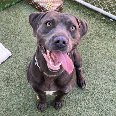 Pepper, Adoptable, Young Male Labrador Retriever & Weimaraner.