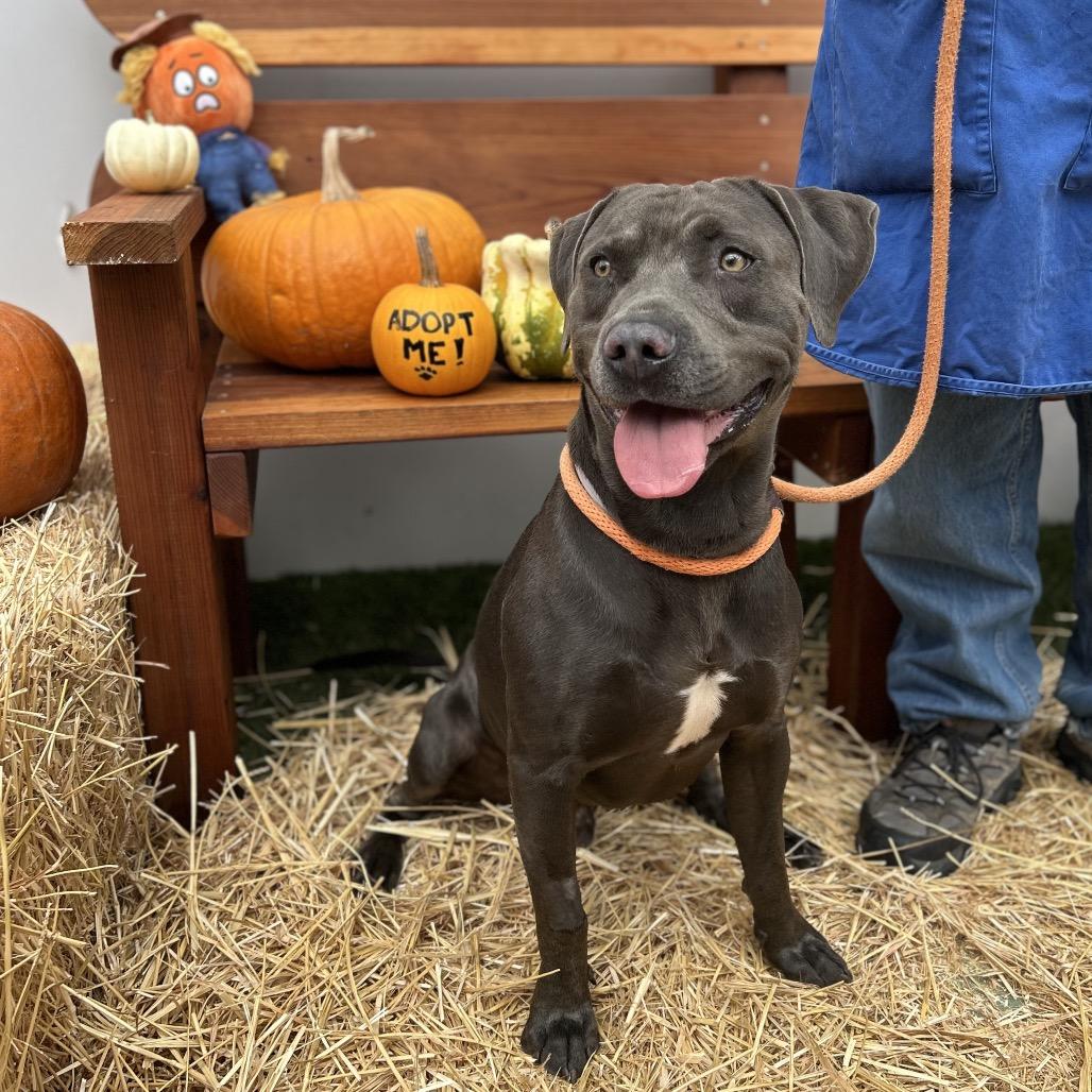 Enlarge Pepper, a Adoptable mixed breed in Hawthorne, CA image 3/6