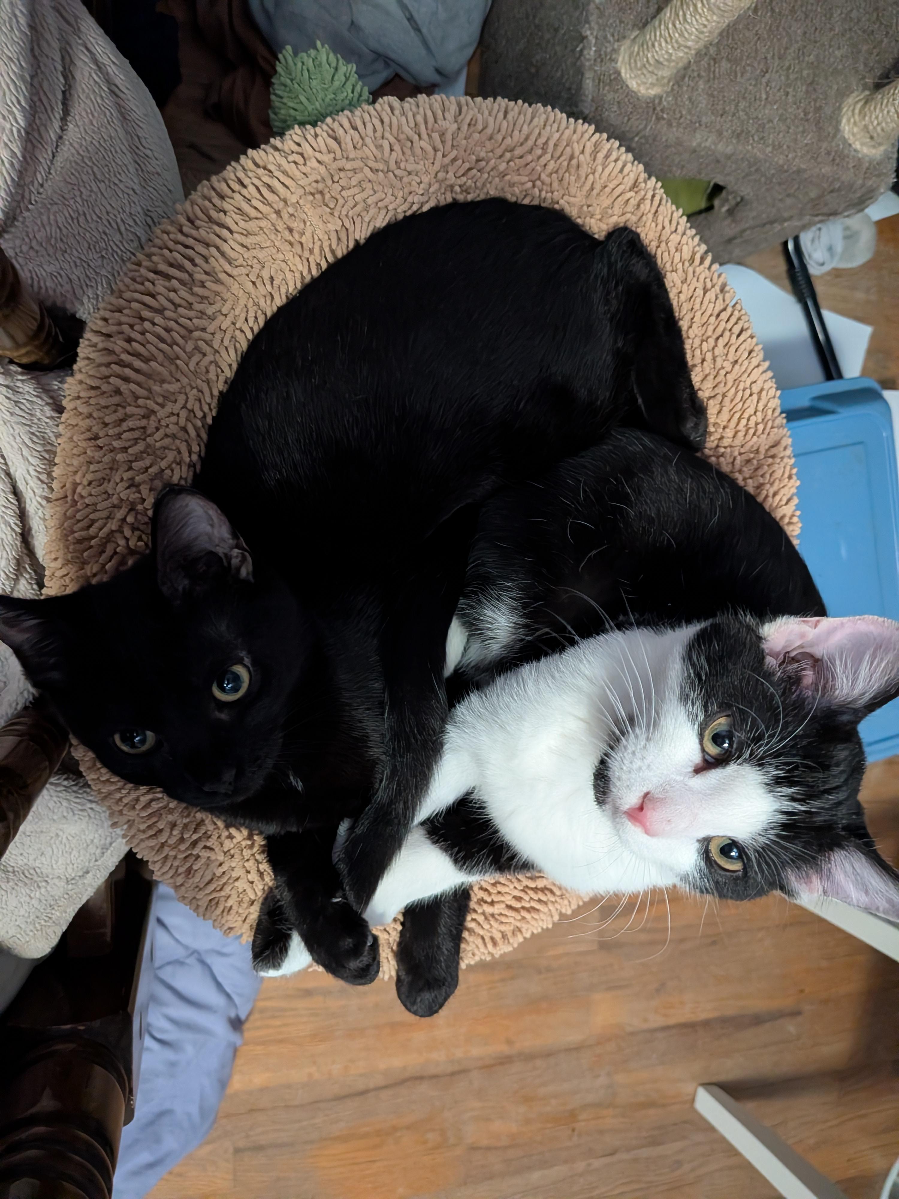 Enlarge Rigatoni, a ADOPTABLE mixed breed in Plain City, OH image 3/6