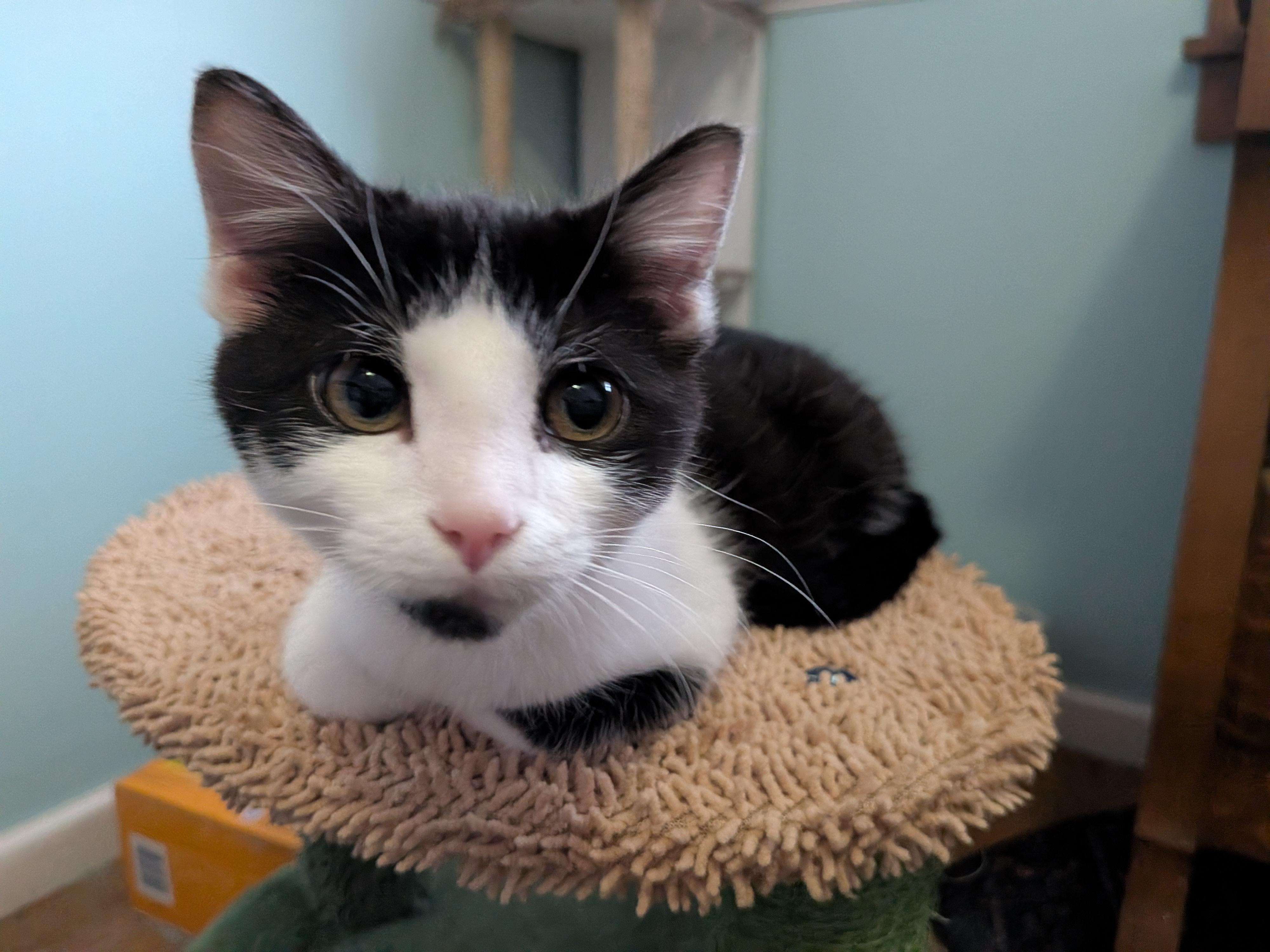 Enlarge Rigatoni, a ADOPTABLE mixed breed in Plain City, OH image 1/6