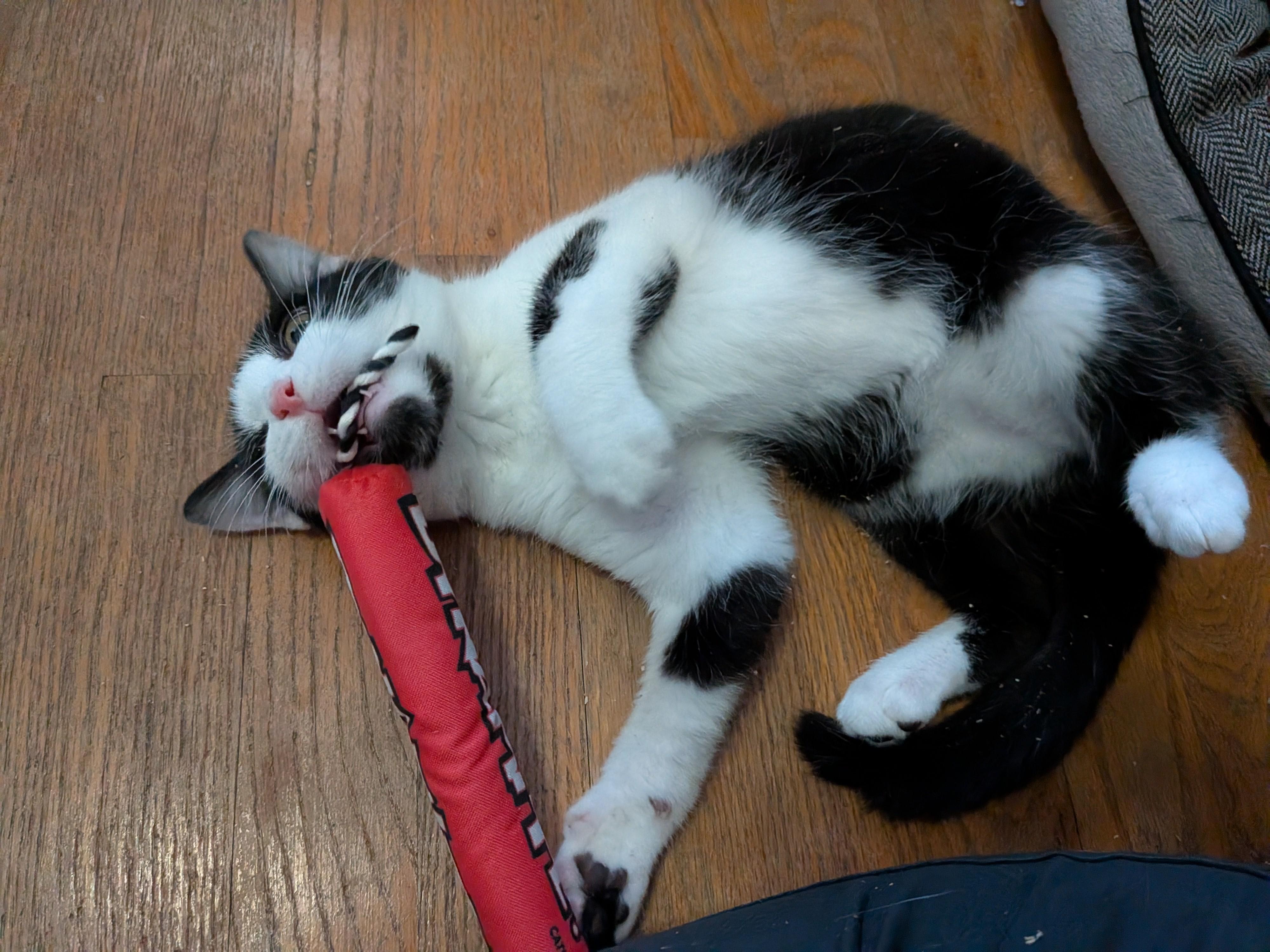 Enlarge Rigatoni, a ADOPTABLE mixed breed in Plain City, OH image 5/6