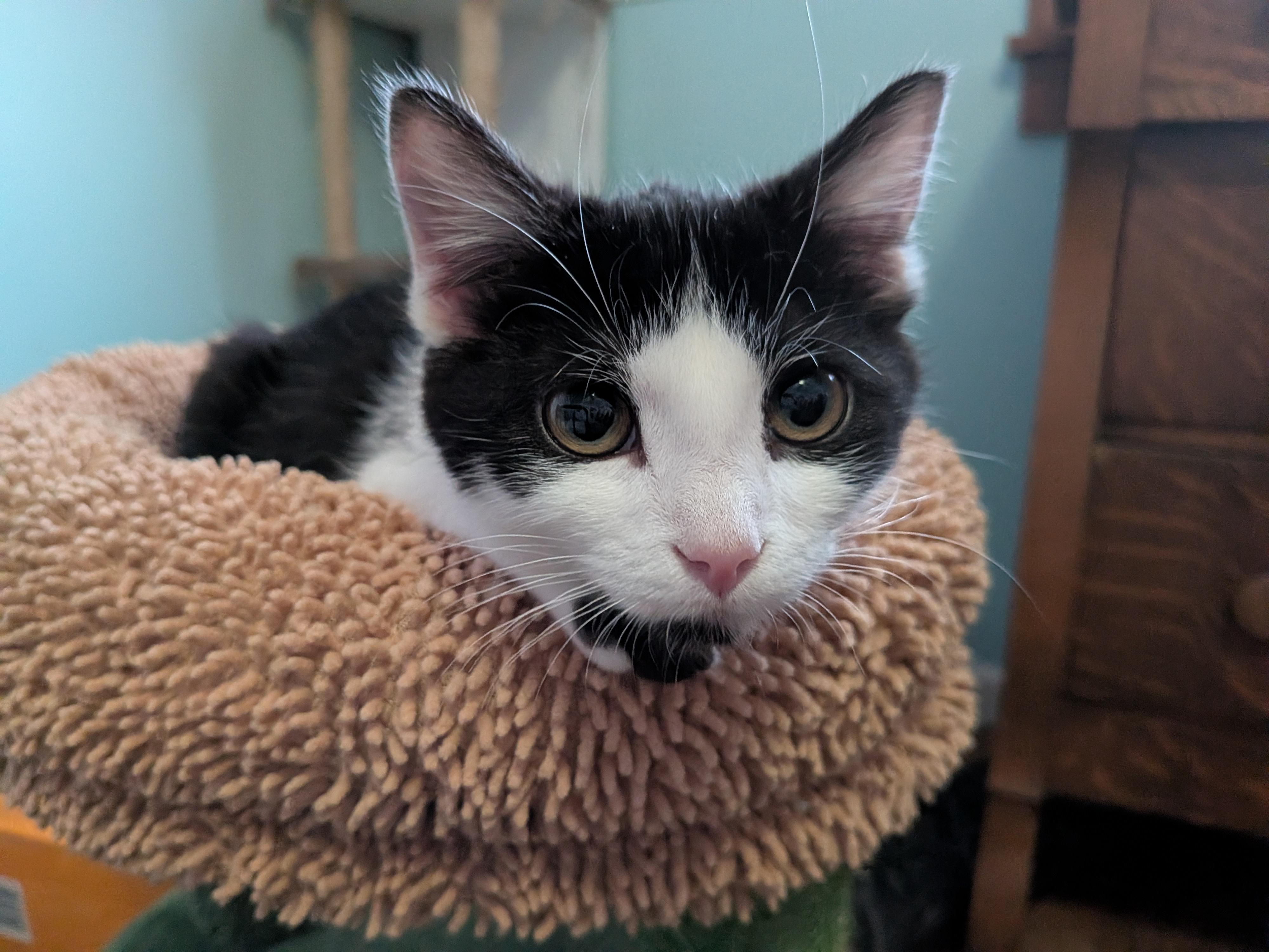 Enlarge Rigatoni, a ADOPTABLE mixed breed in Plain City, OH image 4/6