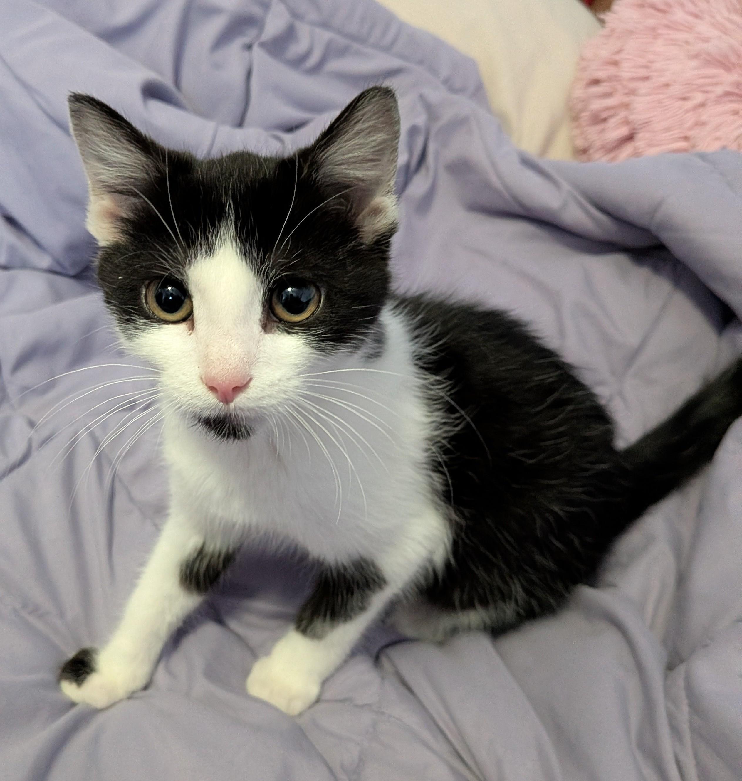 Rigatoni, a ADOPTABLE mixed breed in Plain City, OH image 1/2