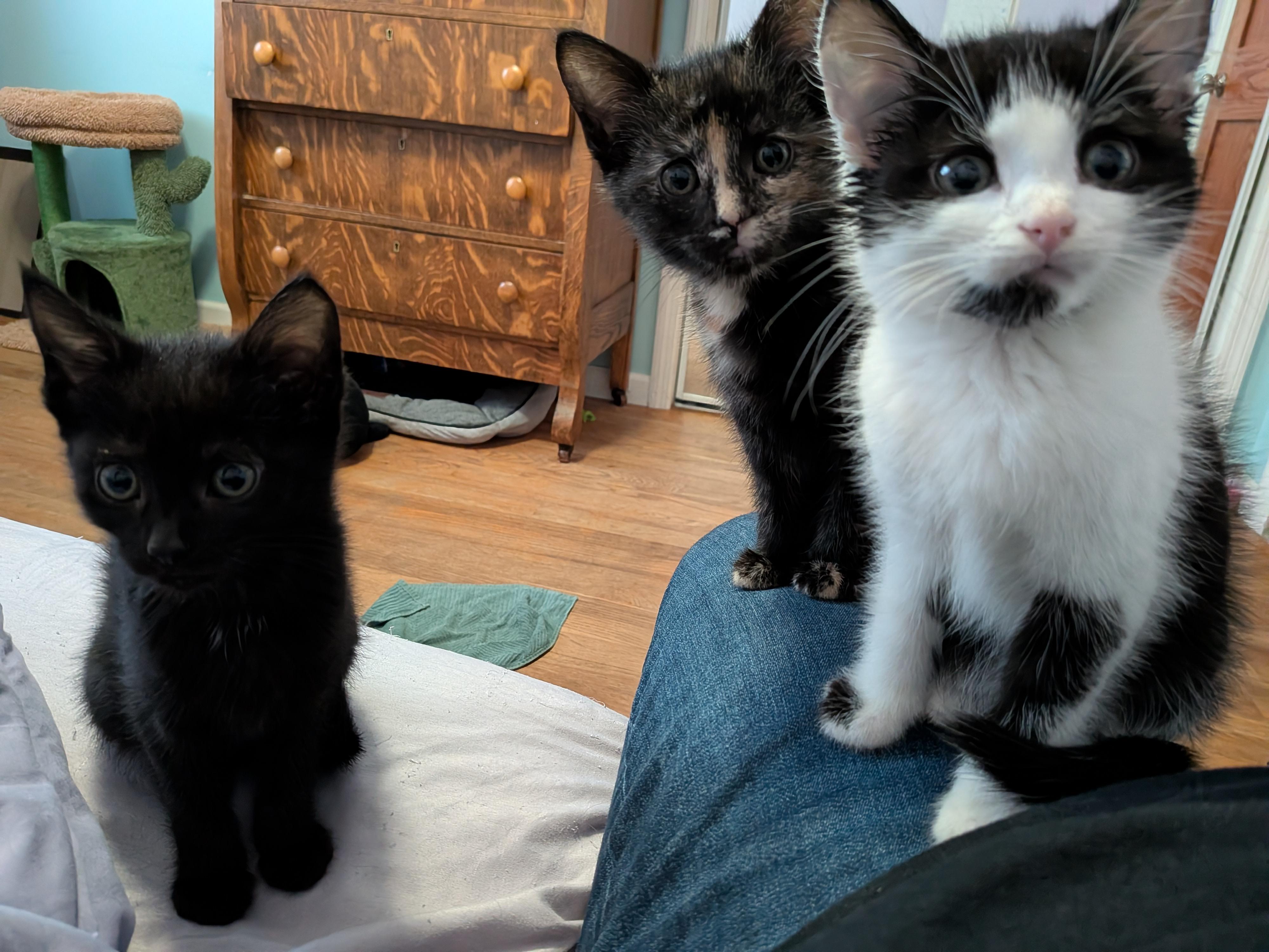 Rigatoni, a ADOPTABLE mixed breed in Plain City, OH image 2/2