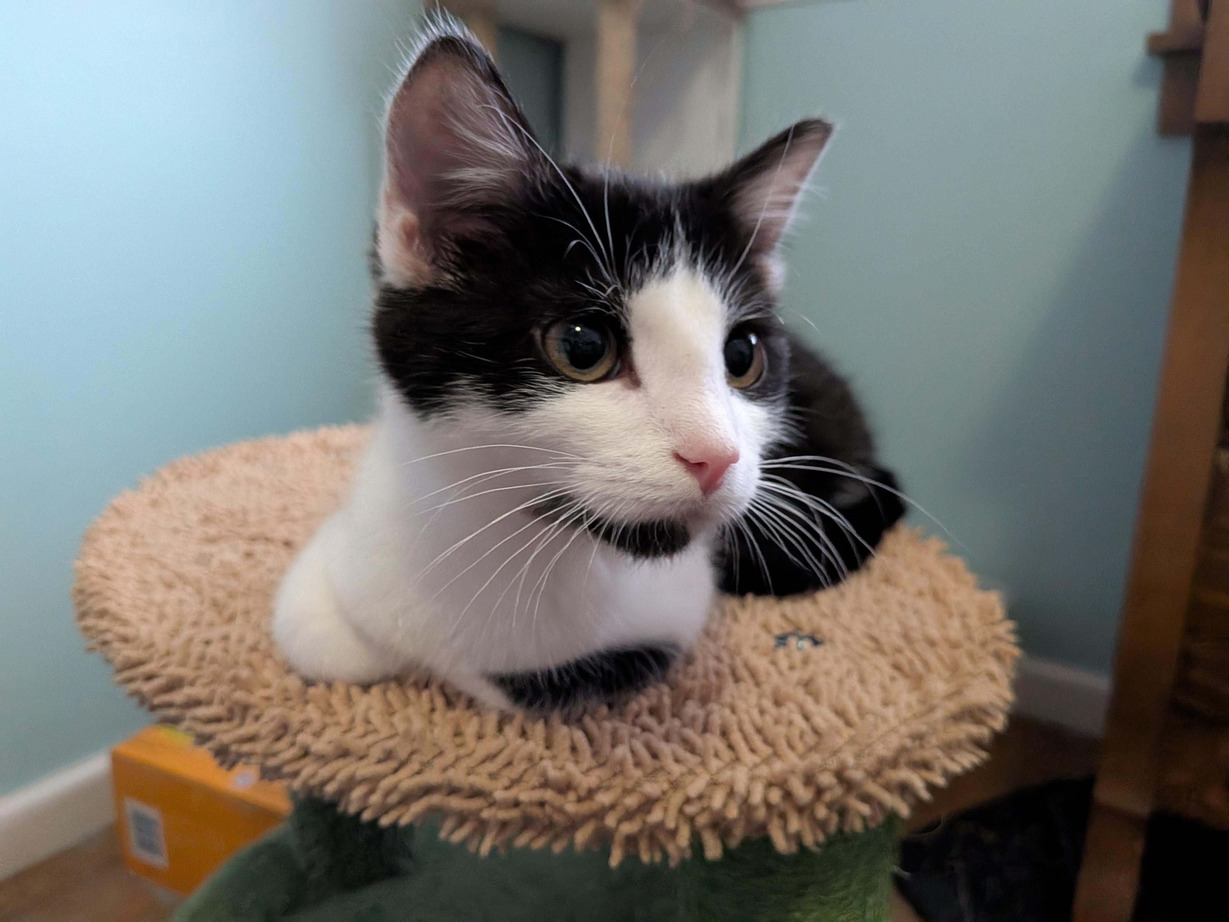 Enlarge Rigatoni, a ADOPTABLE mixed breed in Plain City, OH image 6/6