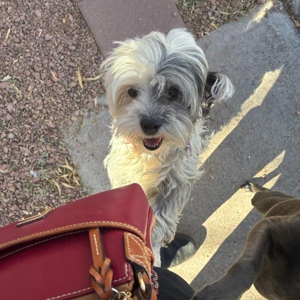 Enlarge Henny, a ADOPTABLE mixed breed in Marfa, TX image 3/6